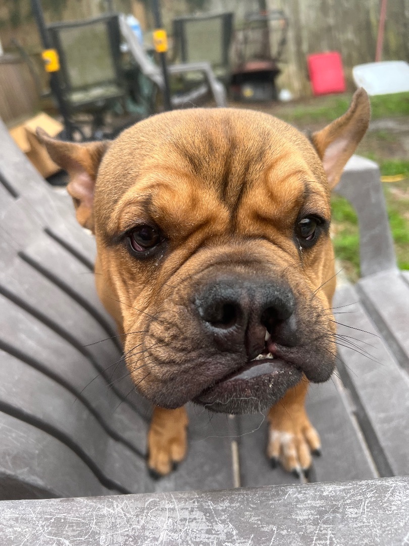 Enlarge Dimitri, a Adoptable mixed breed in Tampa, FL image 5/5