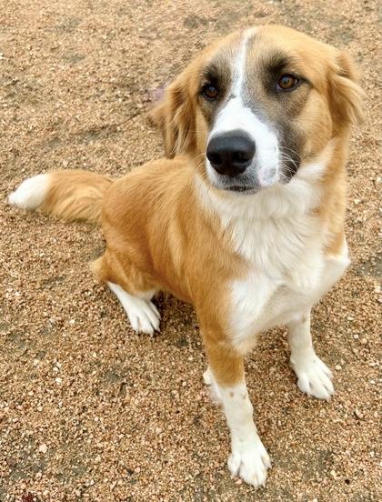 Enlarge Honey, an adopted Mixed Breed in Georgetown, TX image 2/3