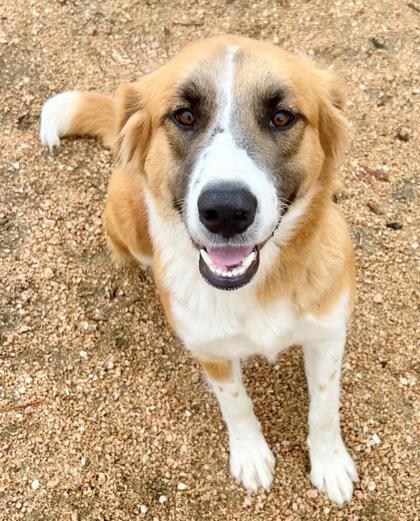 Enlarge Honey, an adopted Mixed Breed in Georgetown, TX image 3/3