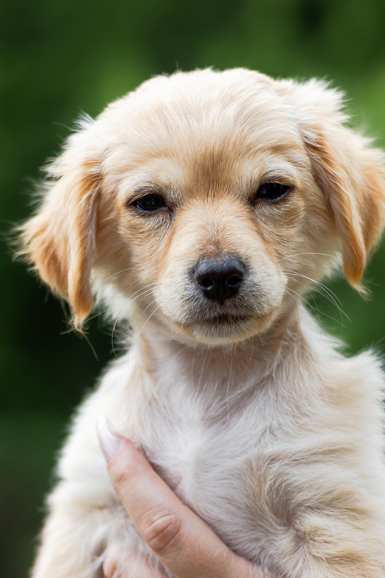Enlarge Abby, an adopted mixed breed in Coppell, TX image 2/5