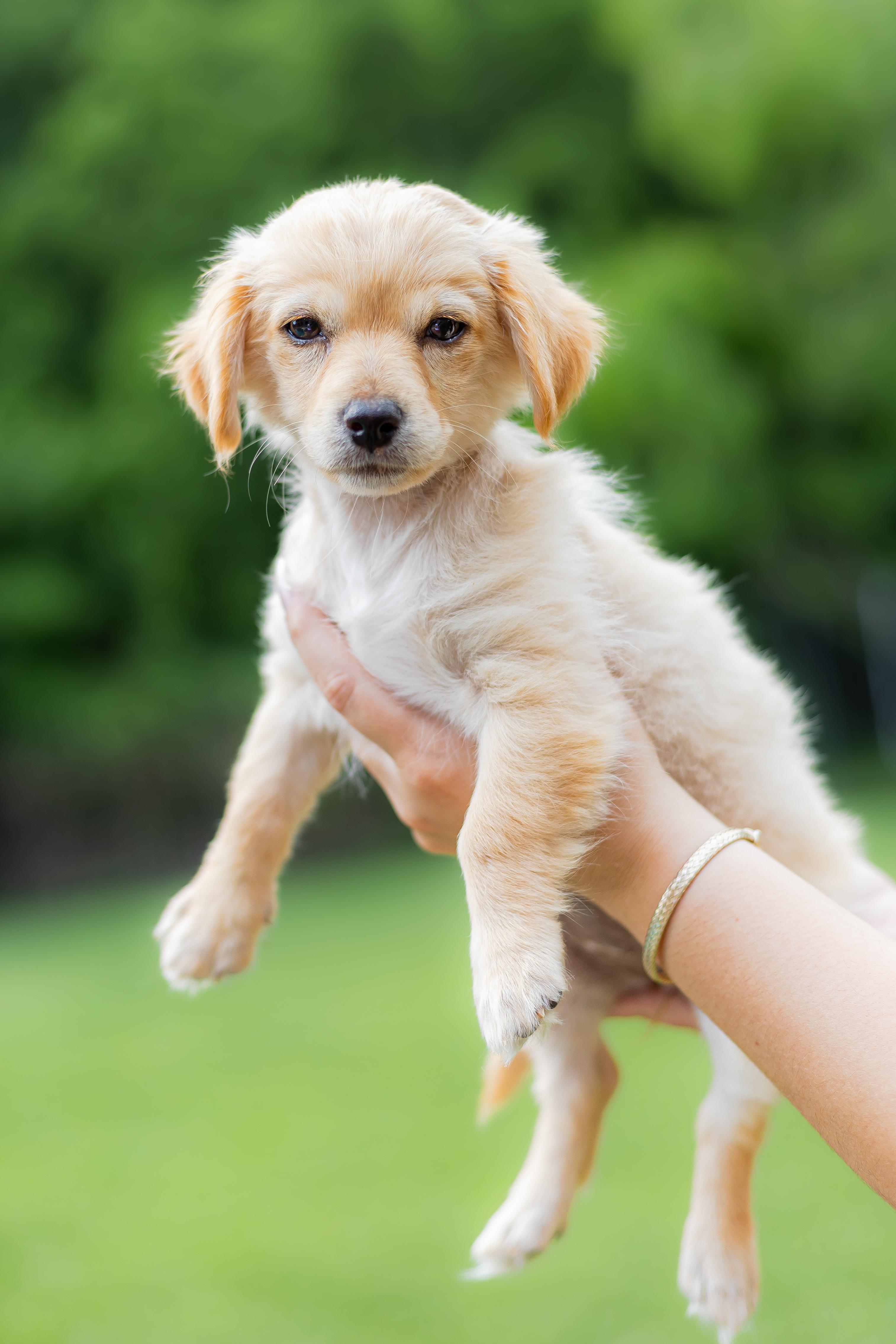 Abby, adopted, Puppy Female Spaniel & Papillon.