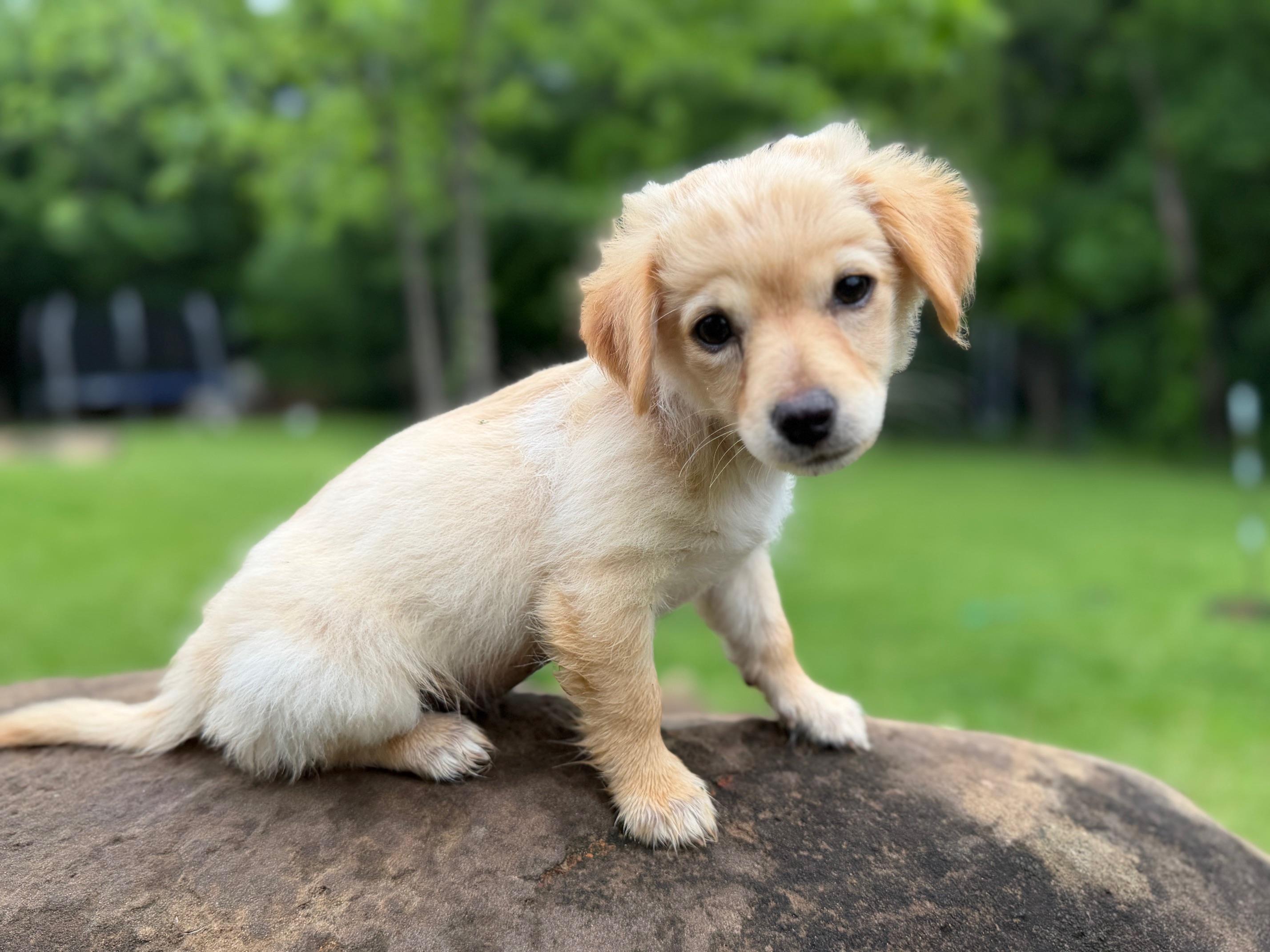 Enlarge Abby, an adopted mixed breed in Coppell, TX image 3/5