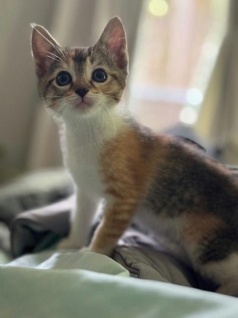 Crumb, Baby Female unknown