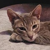 Enlarge Vixen, a Adoptable mixed breed in Latham, NY image 4/6