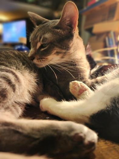 Vixen, Adoptable, Young Female Domestic Short Hair & Tabby.