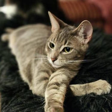 Enlarge Vixen, a Adoptable mixed breed in Latham, NY image 2/6