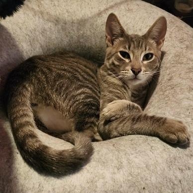 Enlarge Vixen, a Adoptable mixed breed in Latham, NY image 6/6