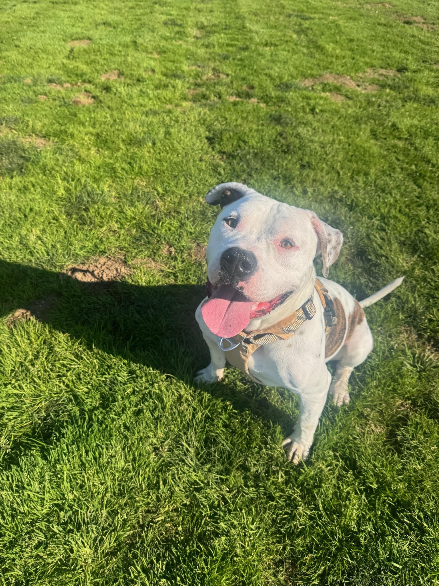 Austin , a Adoptable Pit Bull Terrier in santa monica, CA image 6/6