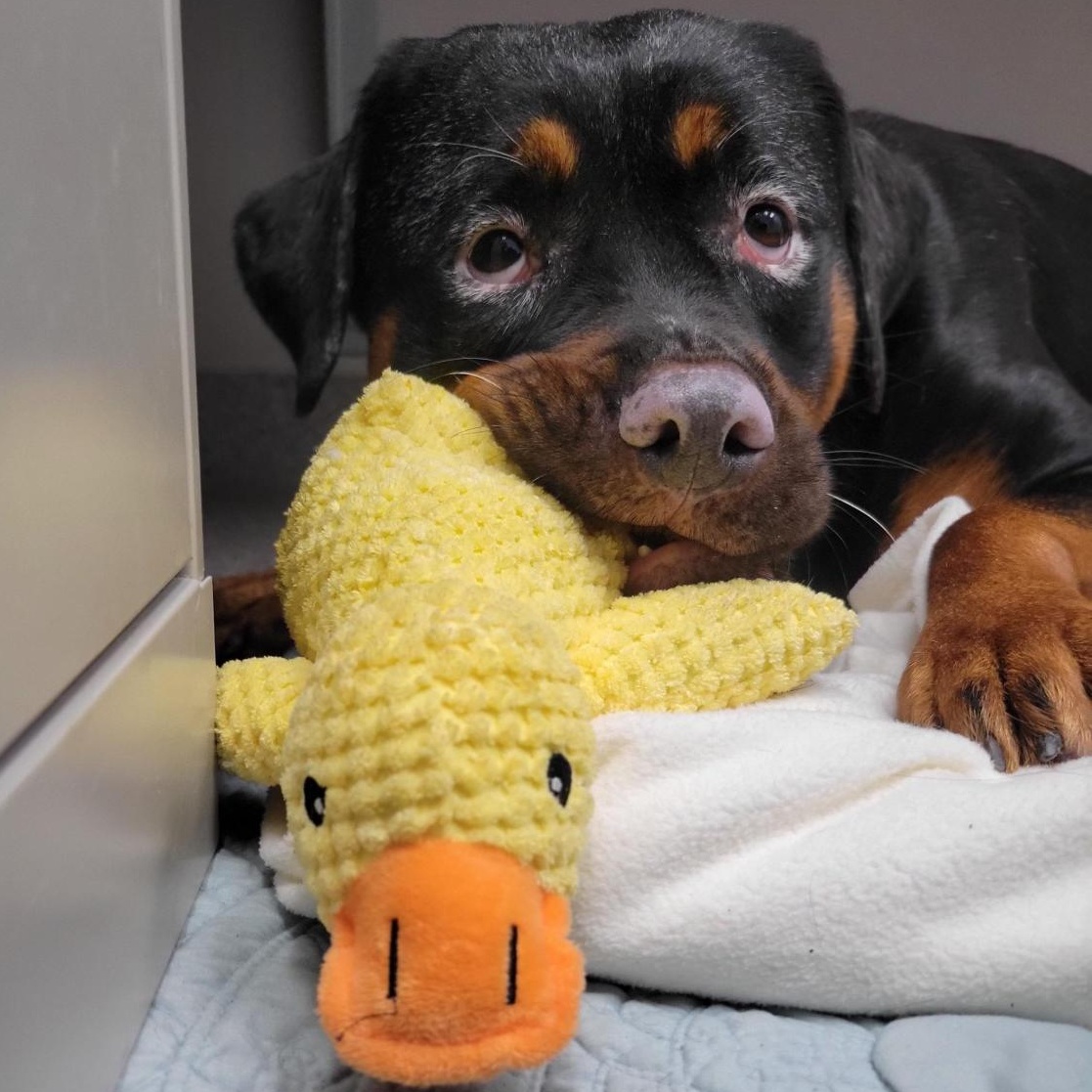 Enlarge Crystal, an adoptable Rottweiler in Cooperstown, NY image 4/6
