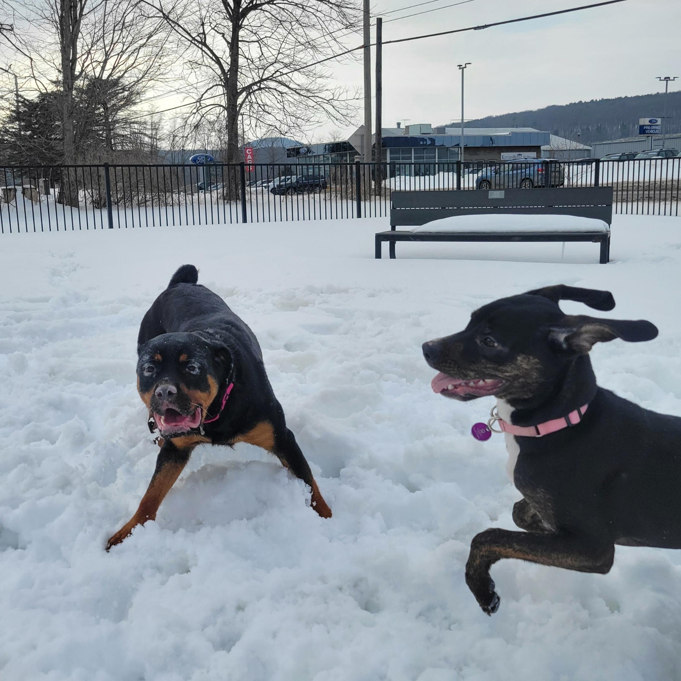 Enlarge Crystal, an adoptable Rottweiler in Cooperstown, NY image 2/6