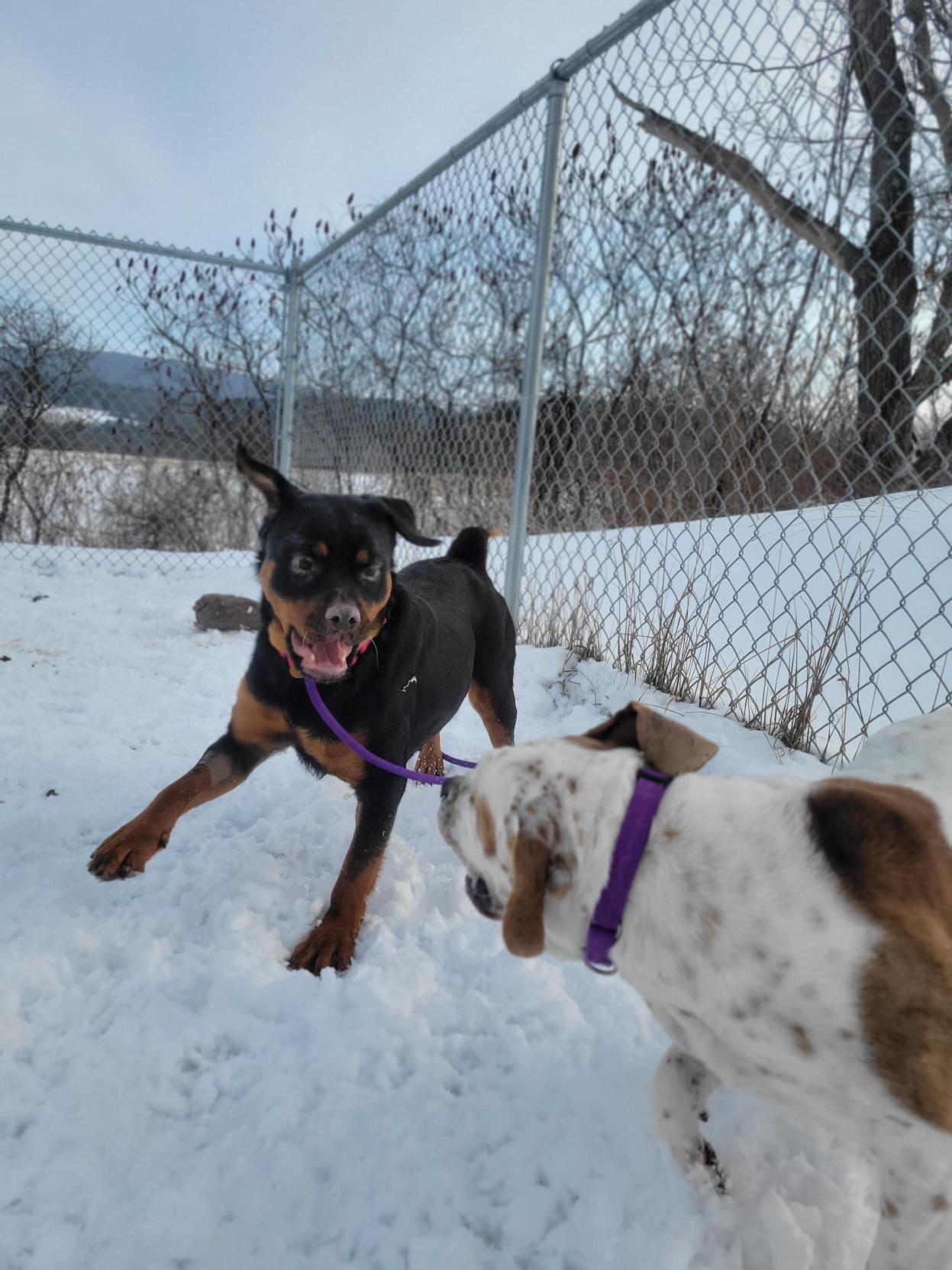 Enlarge Crystal, a ADOPTABLE Rottweiler in Cooperstown, NY image 4/6