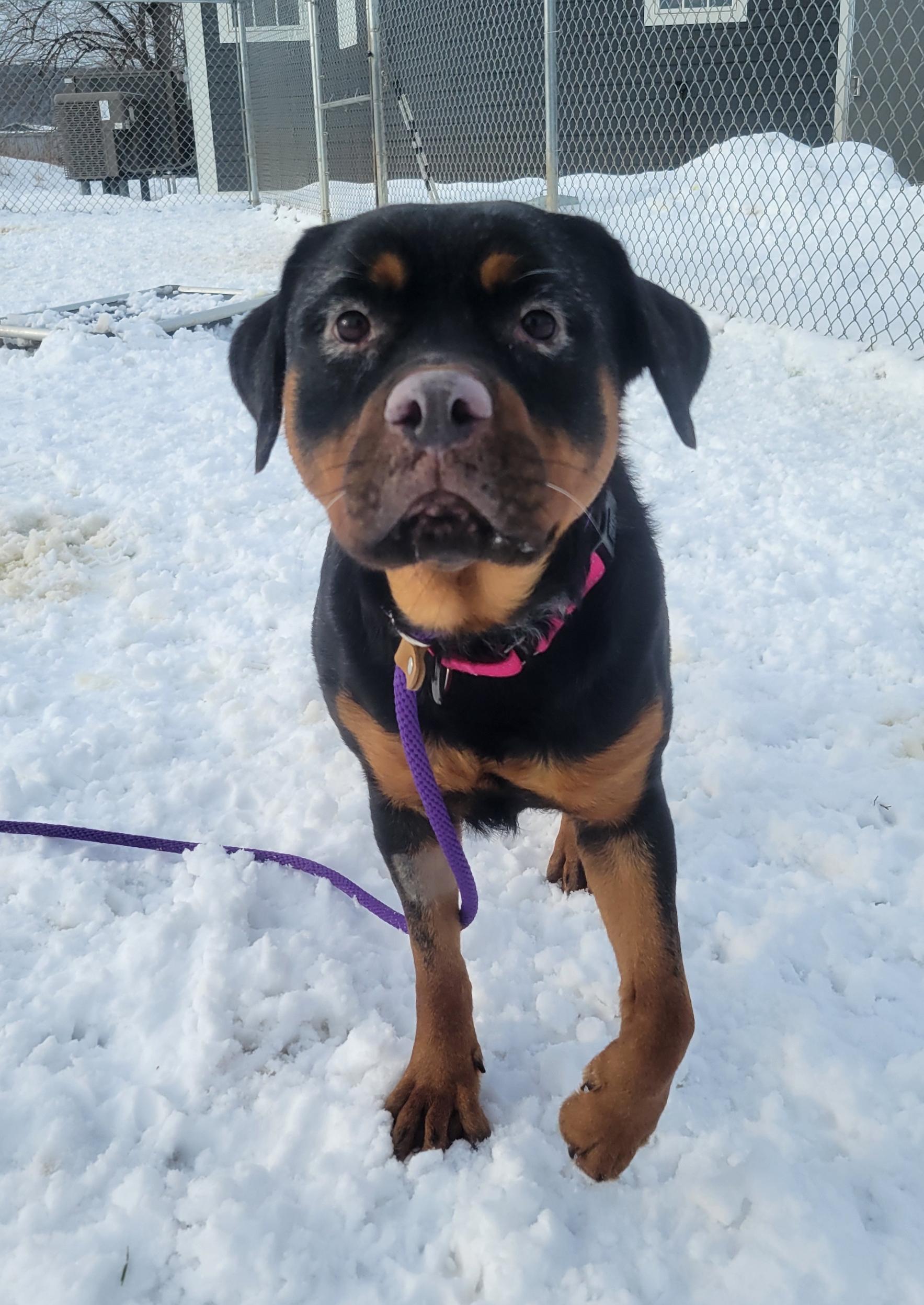 Enlarge Crystal, a ADOPTABLE Rottweiler in Cooperstown, NY image 5/6