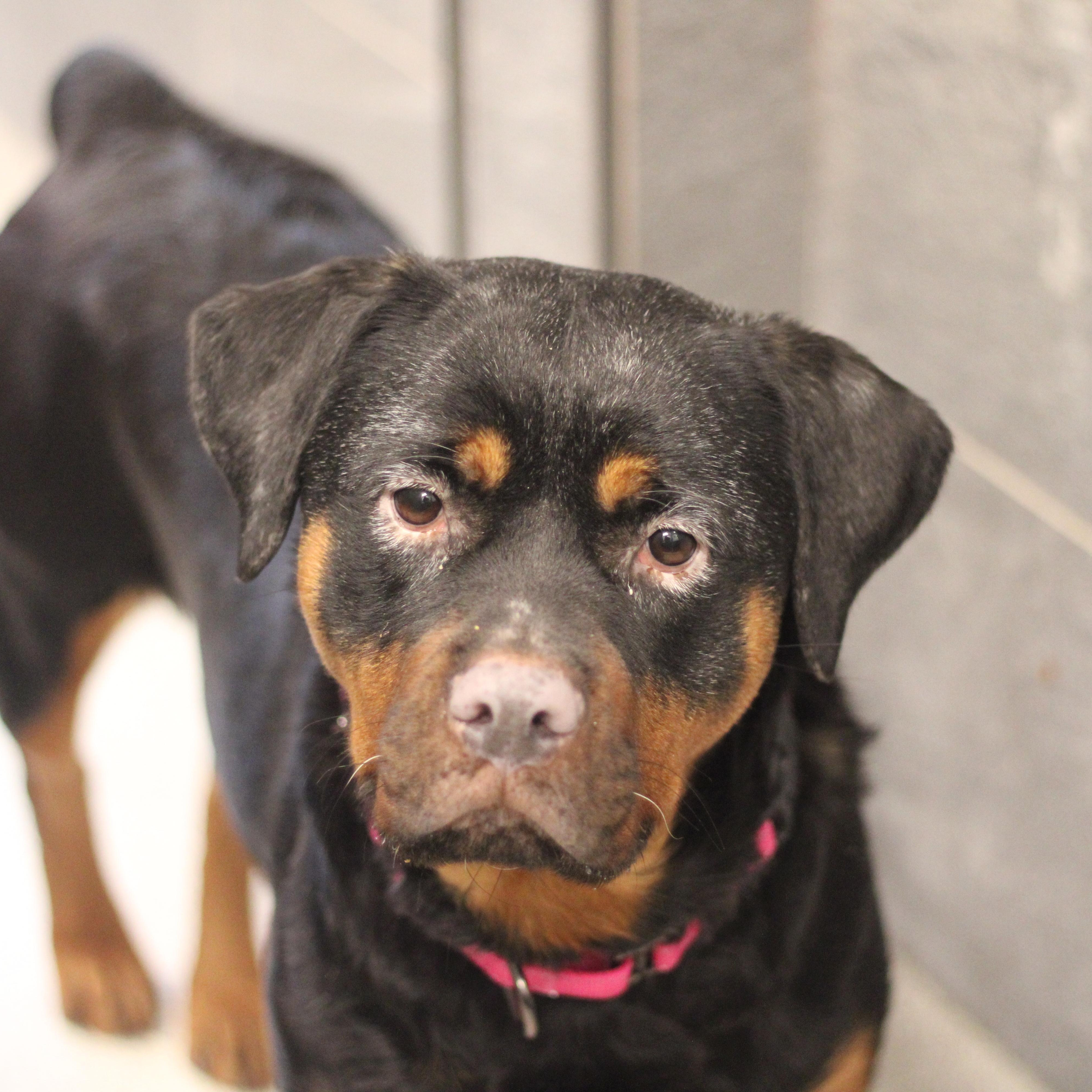Enlarge Crystal, a ADOPTABLE Rottweiler in Cooperstown, NY image 6/6