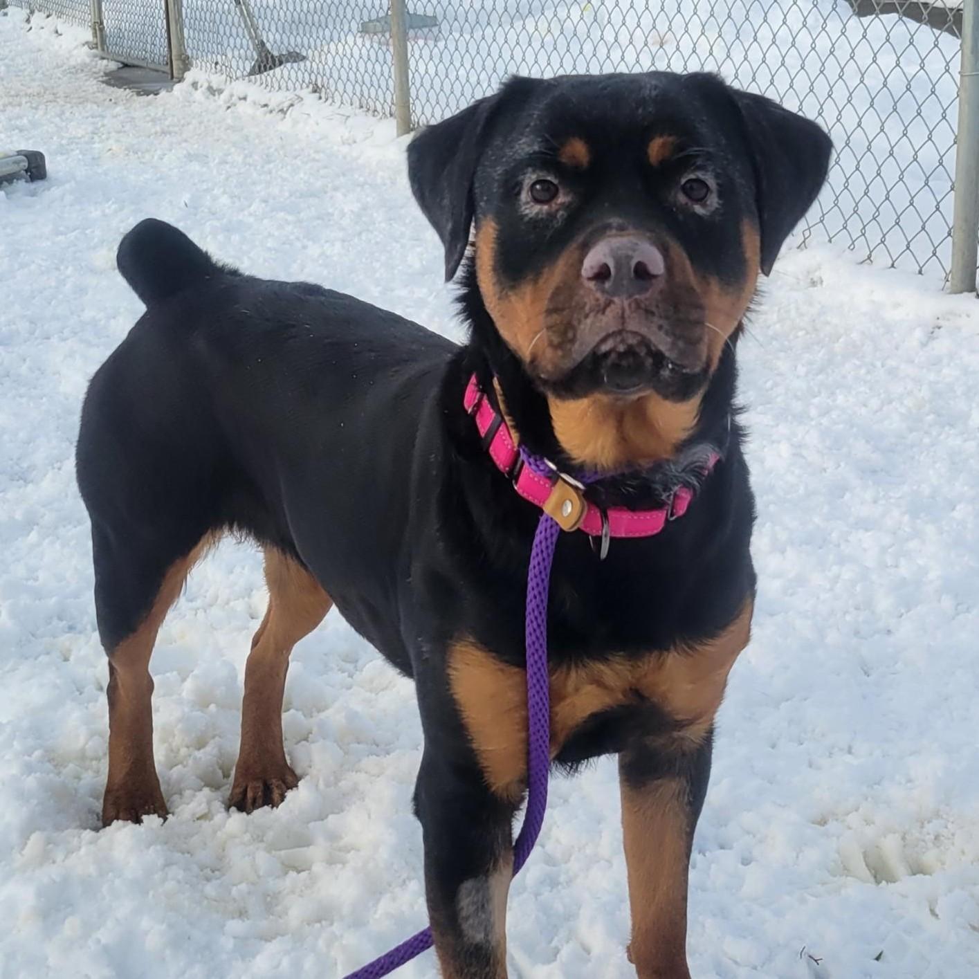 Crystal, ADOPTABLE, Adult Female Rottweiler.