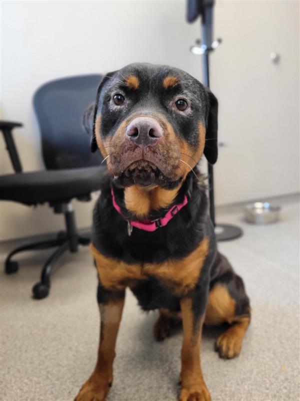 Enlarge Crystal, a ADOPTABLE Rottweiler in Cooperstown, NY image 3/6