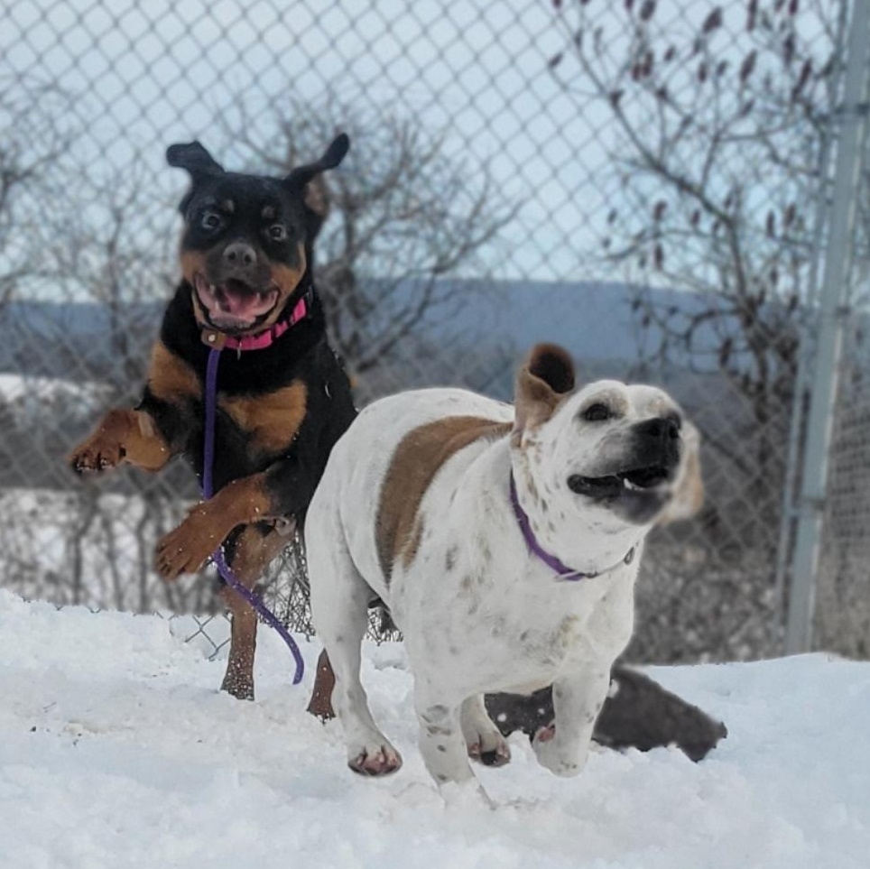 Enlarge Crystal, a ADOPTABLE Rottweiler in Cooperstown, NY image 2/6