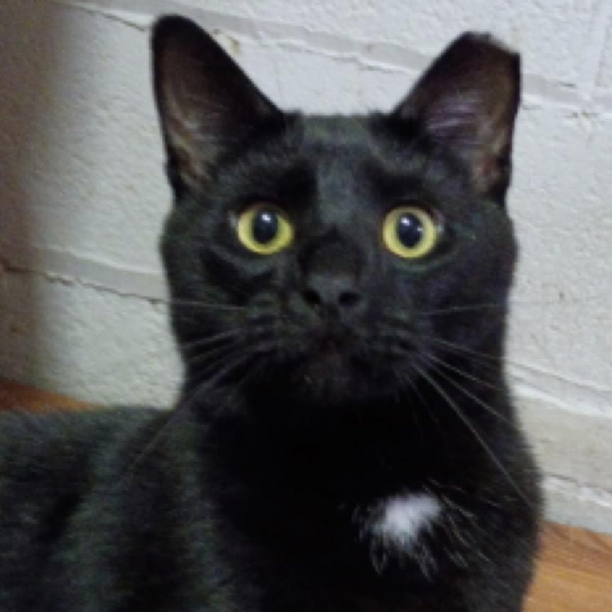 Rita, a Adoptable American Shorthair in Union City, NJ image 3/4