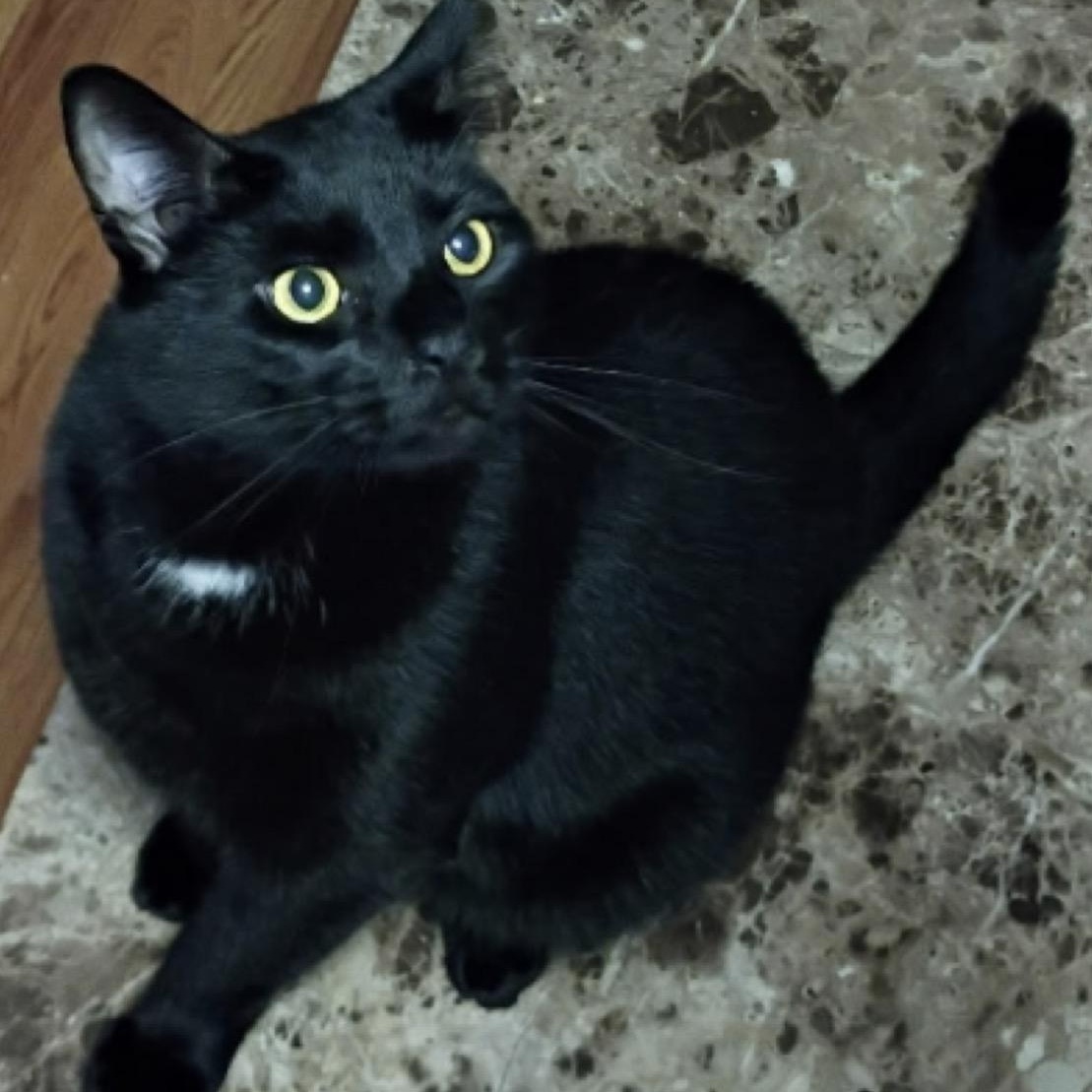 Rita, a Adoptable American Shorthair in Union City, NJ image 4/4