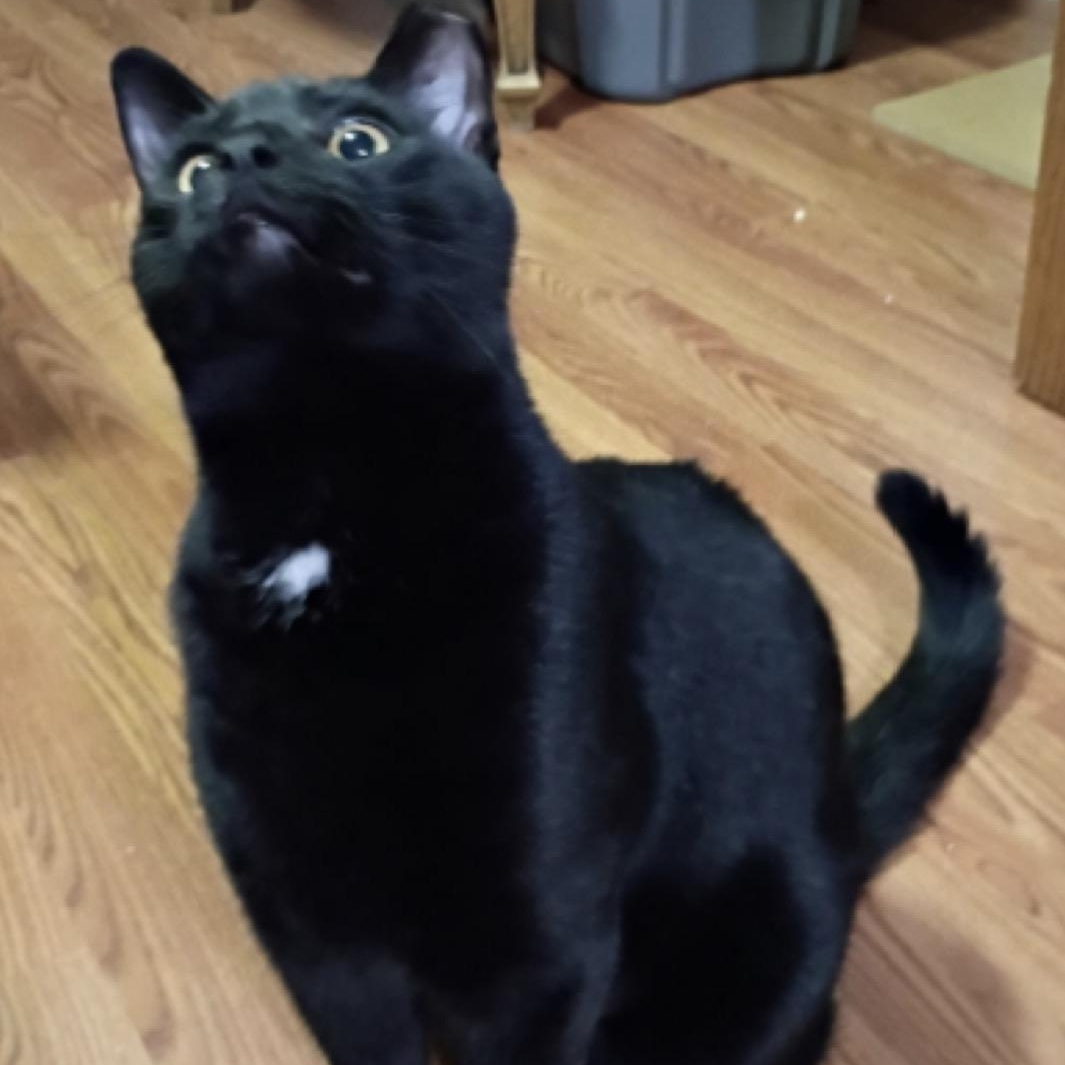 Rita, a Adoptable American Shorthair in Union City, NJ image 2/4