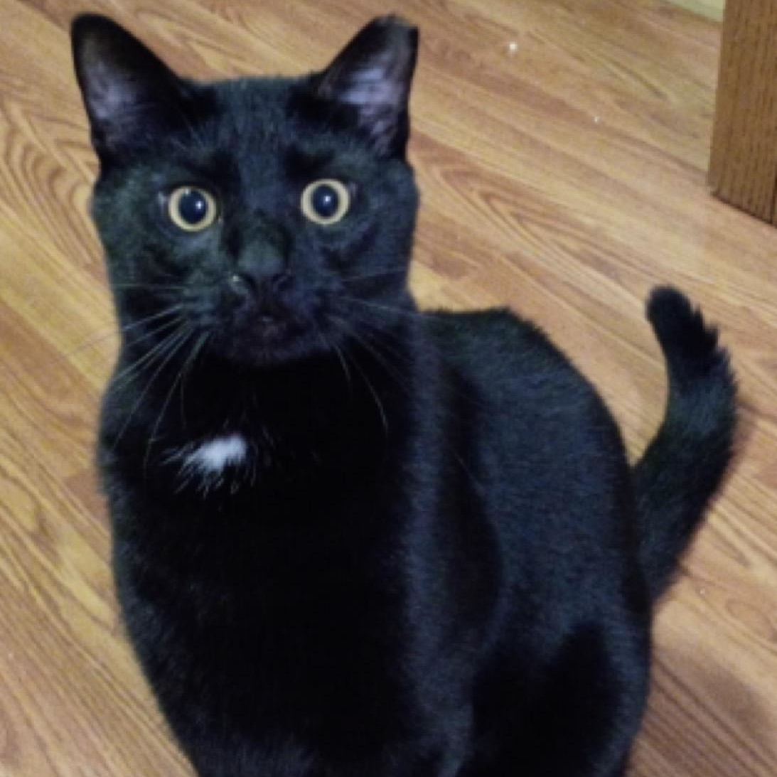 Rita, a Adoptable American Shorthair in Union City, NJ image 1/4