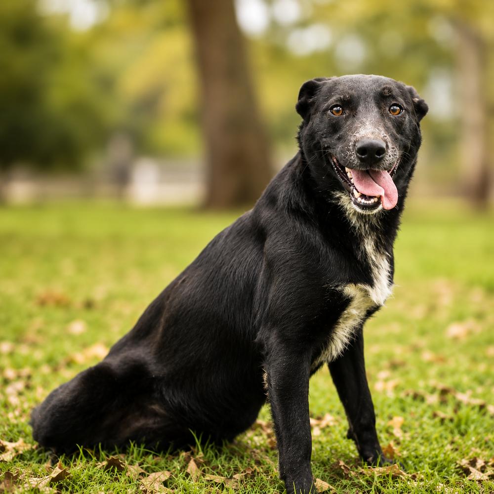 Daisy, Adoptable, Adult Female Border Collie & Mixed Breed.