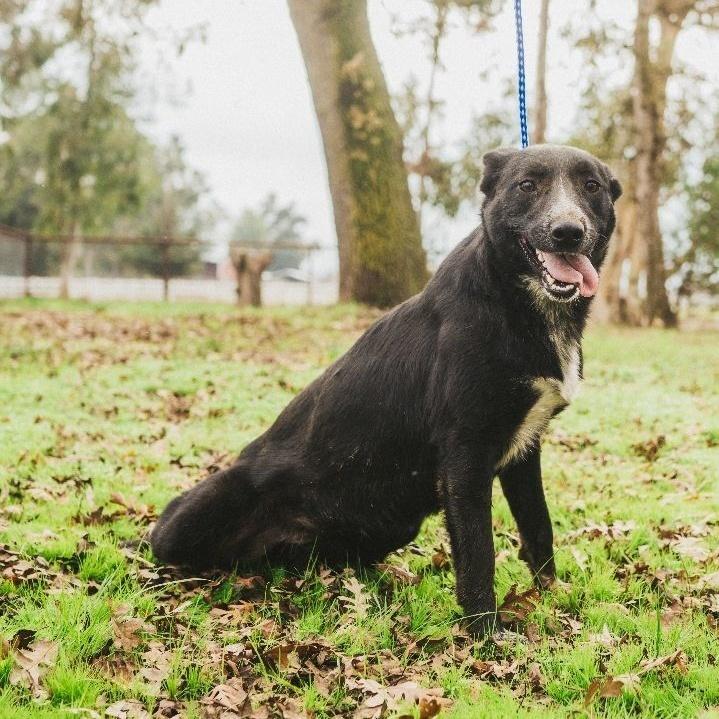 Daisy, Adoptable, Adult Female Mixed Breed & Border Collie.