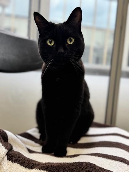 KitKat, a ADOPTABLE Domestic Short Hair in Toronto, ON image 2/4