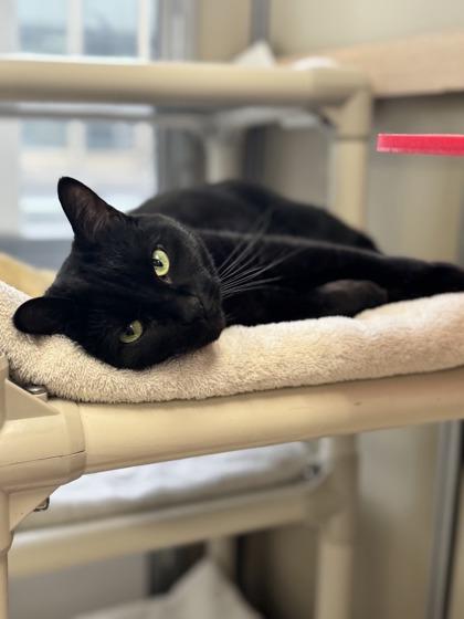 KitKat, a ADOPTABLE Domestic Short Hair in Toronto, ON image 4/4