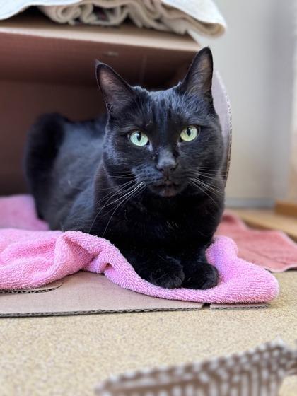 KitKat, a ADOPTABLE Domestic Short Hair in Toronto, ON image 1/4