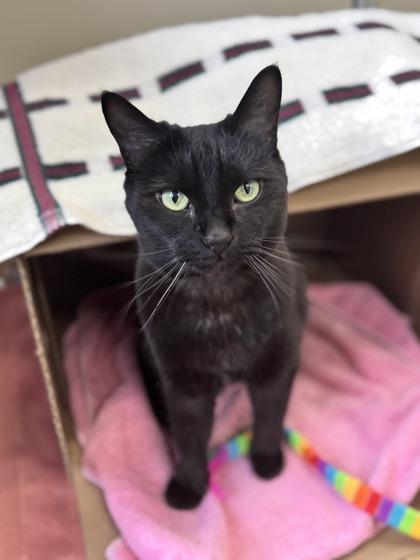 KitKat — thumbnail 4