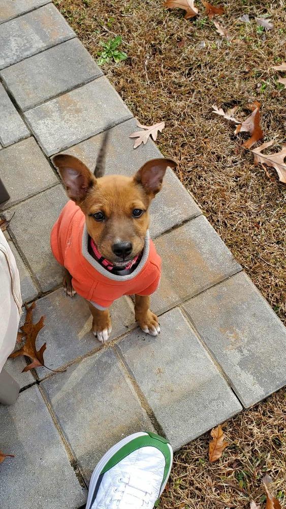 Enlarge Liah, a Adoptable mixed breed in Valley Stream, NY image 1/6