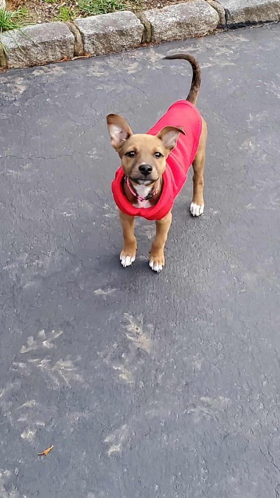 Enlarge Liah, a Adoptable mixed breed in Valley Stream, NY image 2/6