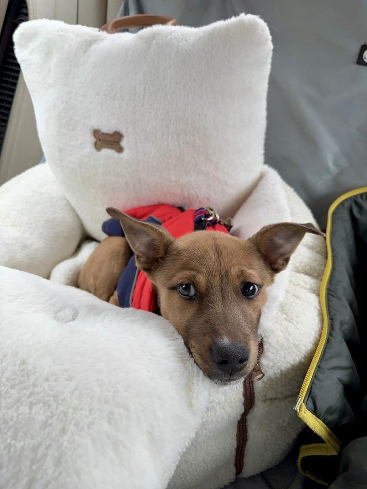 Enlarge Liah, a Adoptable mixed breed in Valley Stream, NY image 3/6