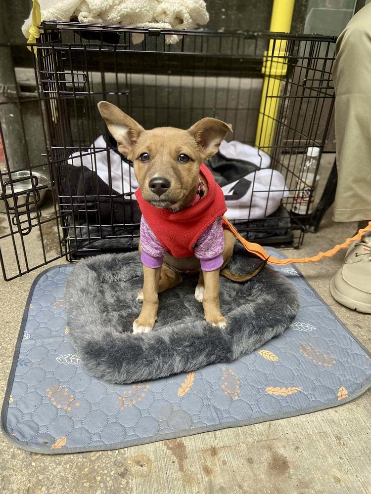 Enlarge Liah, a Adoptable mixed breed in Valley Stream, NY image 4/6