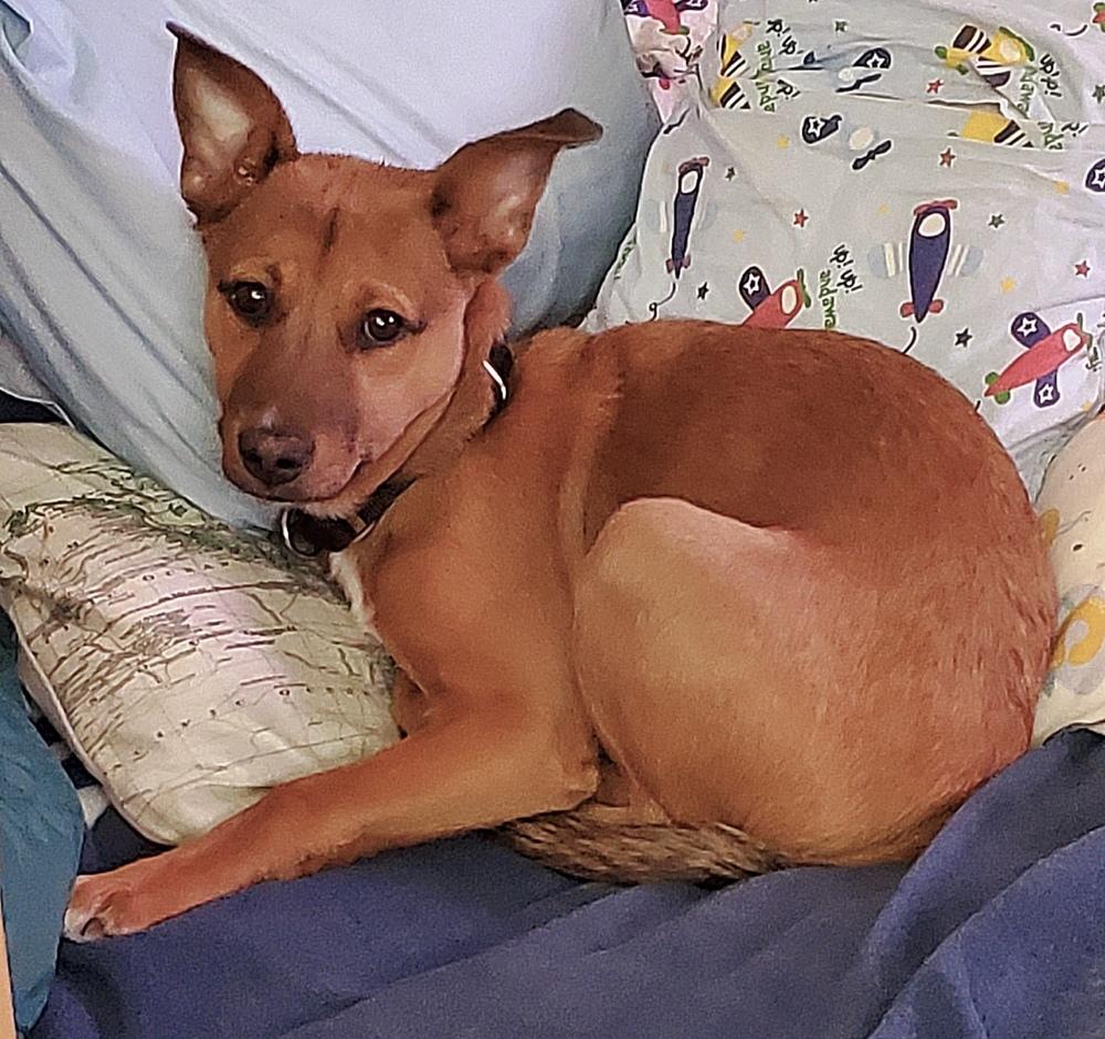 Enlarge Liah, a Adoptable mixed breed in Valley Stream, NY image 5/6