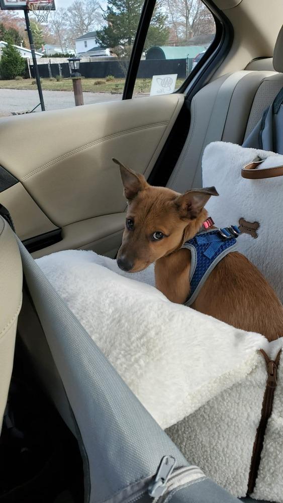 Enlarge Liah, a Adoptable mixed breed in Valley Stream, NY image 6/6