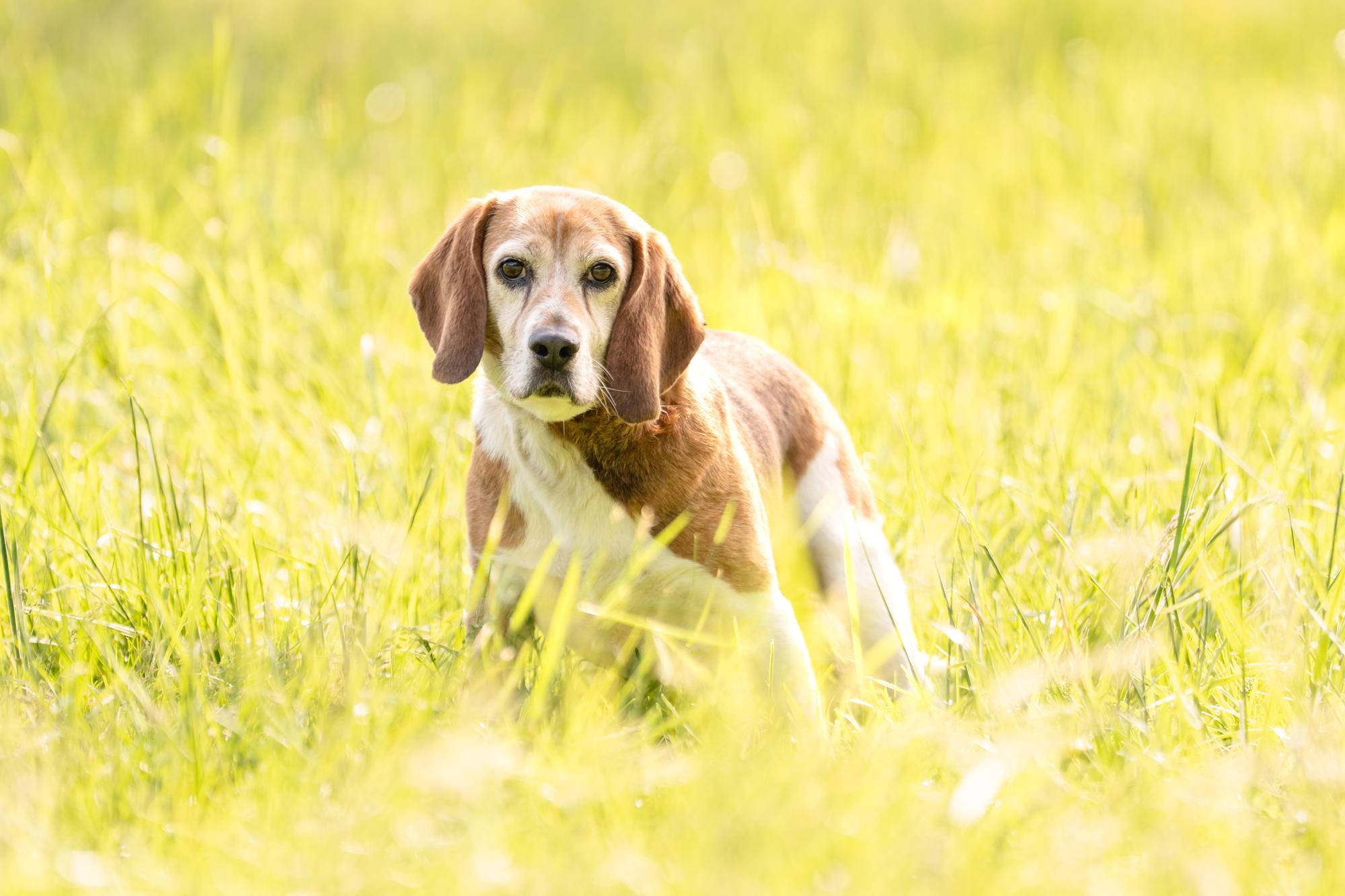 Enlarge Toby, a Adoptable Beagle in Louisa, VA image 2/4