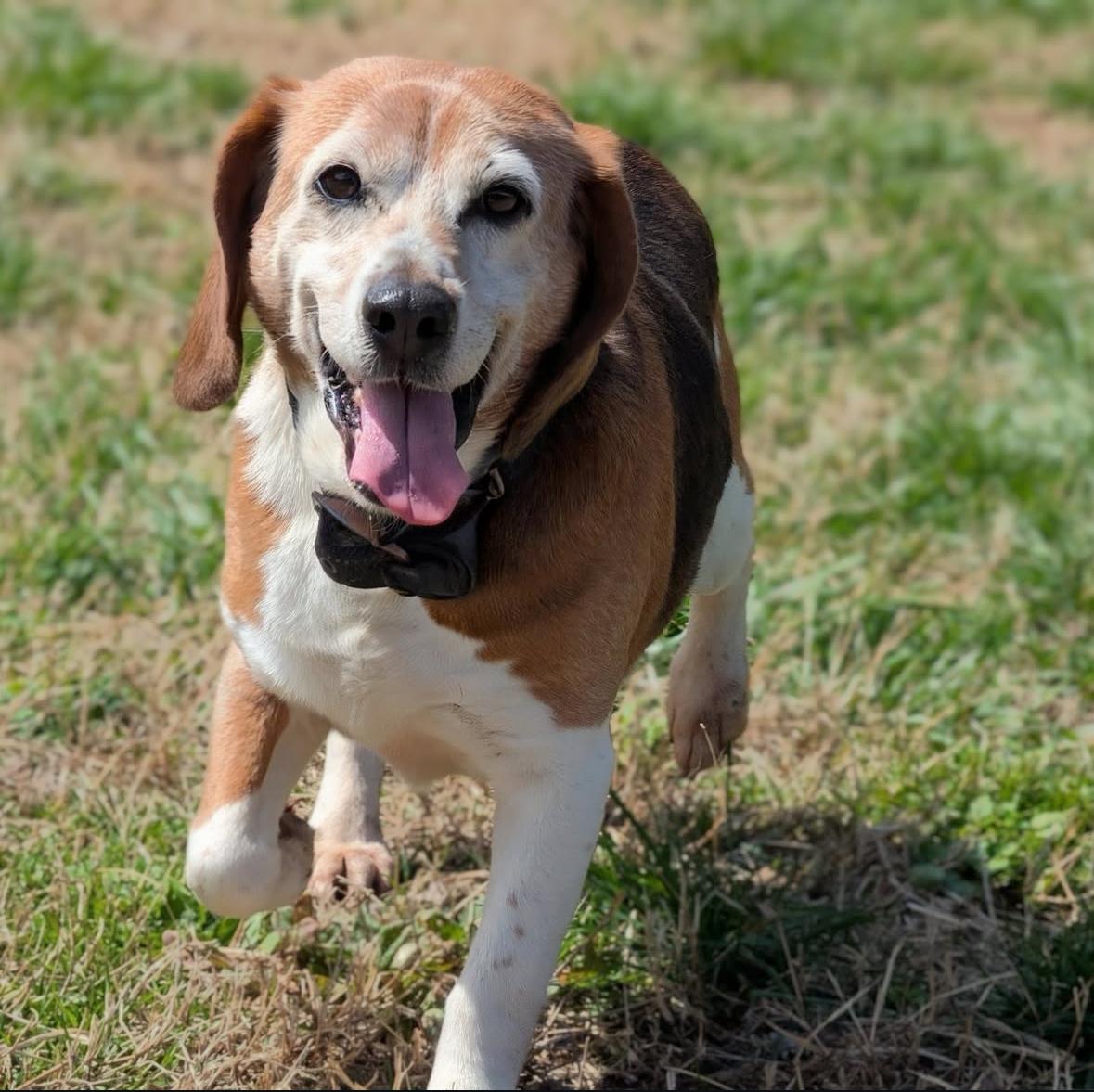 Toby, Adoptable, Senior Male Beagle.