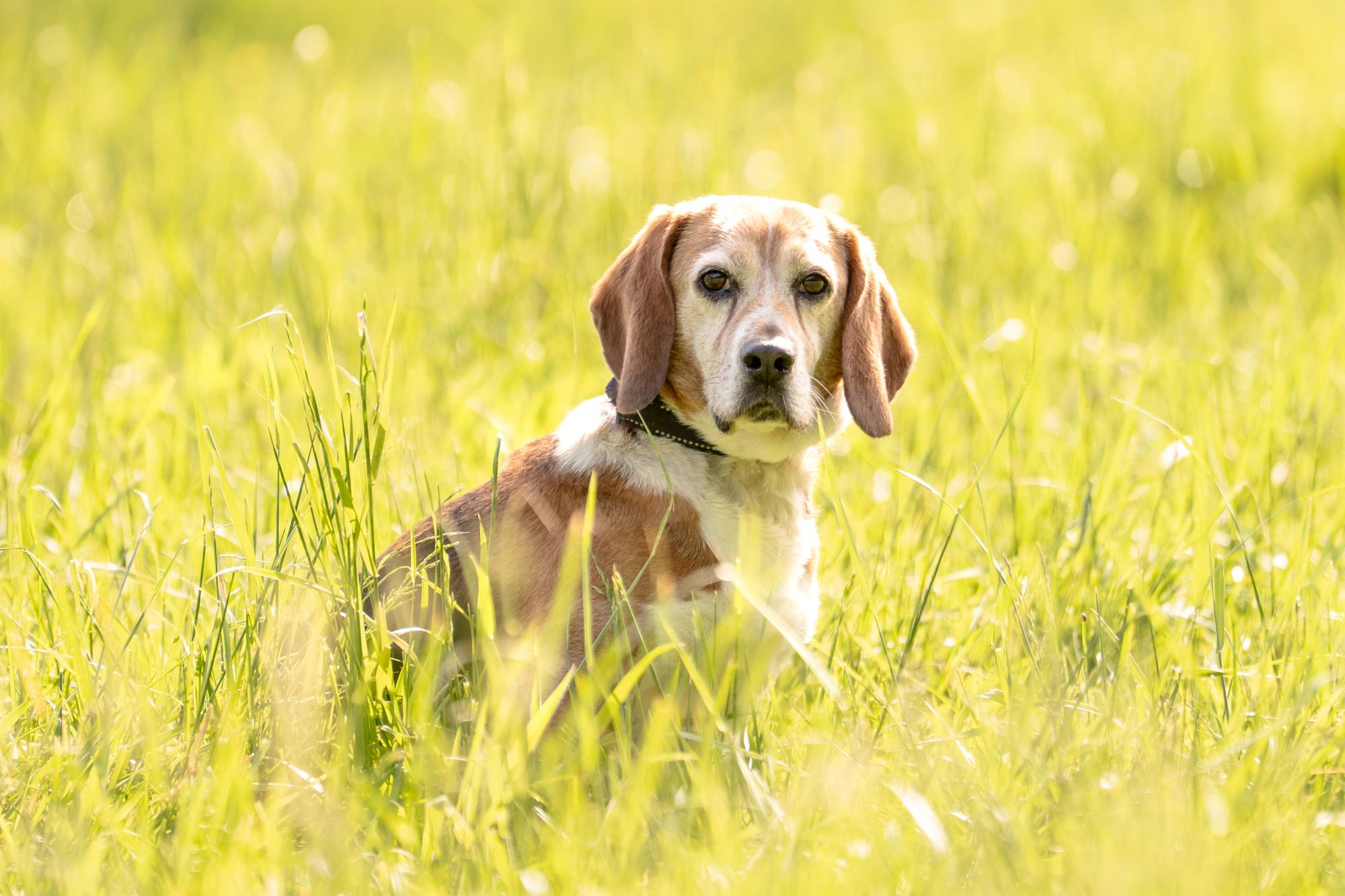 Enlarge Toby, a Adoptable Beagle in Louisa, VA image 1/4