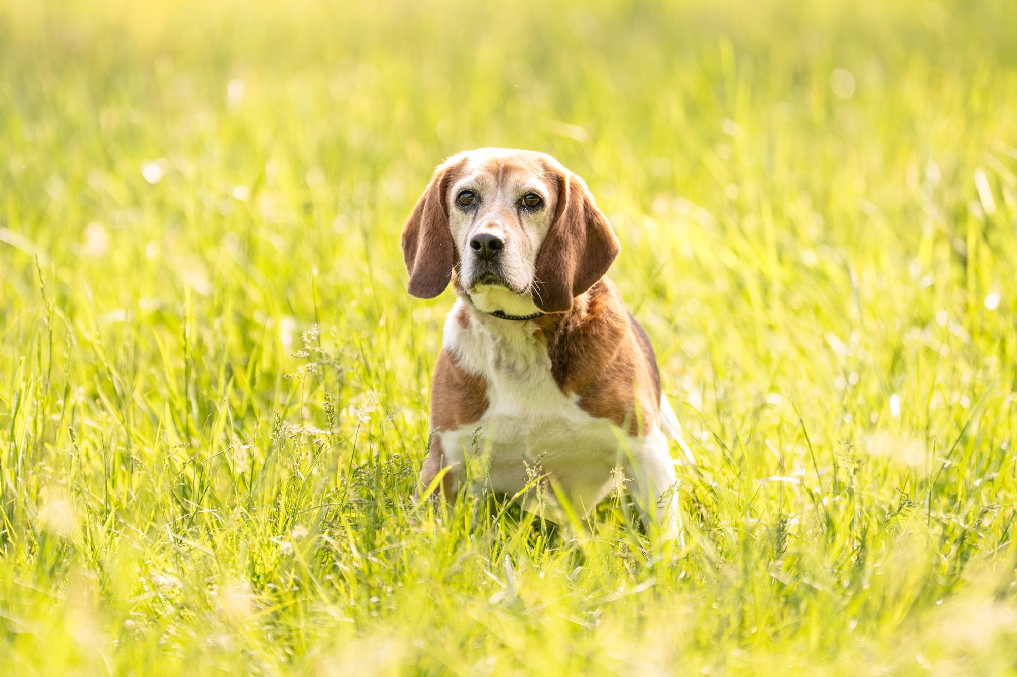 Enlarge Toby, a Adoptable Beagle in Louisa, VA image 3/4