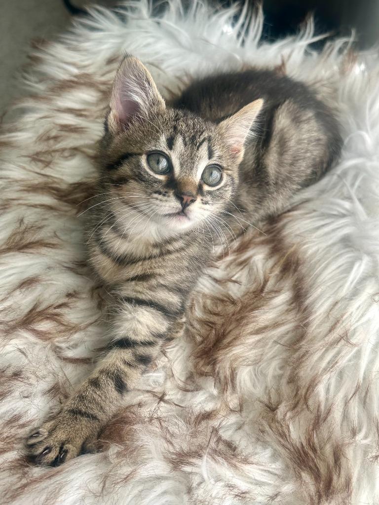 Gardenia26, Adoptable, Kitten Female Domestic Short Hair.