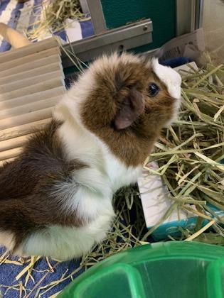 Enlarge Ender, a Adoptable Guinea Pig in Virginia Beach, VA image 1/1