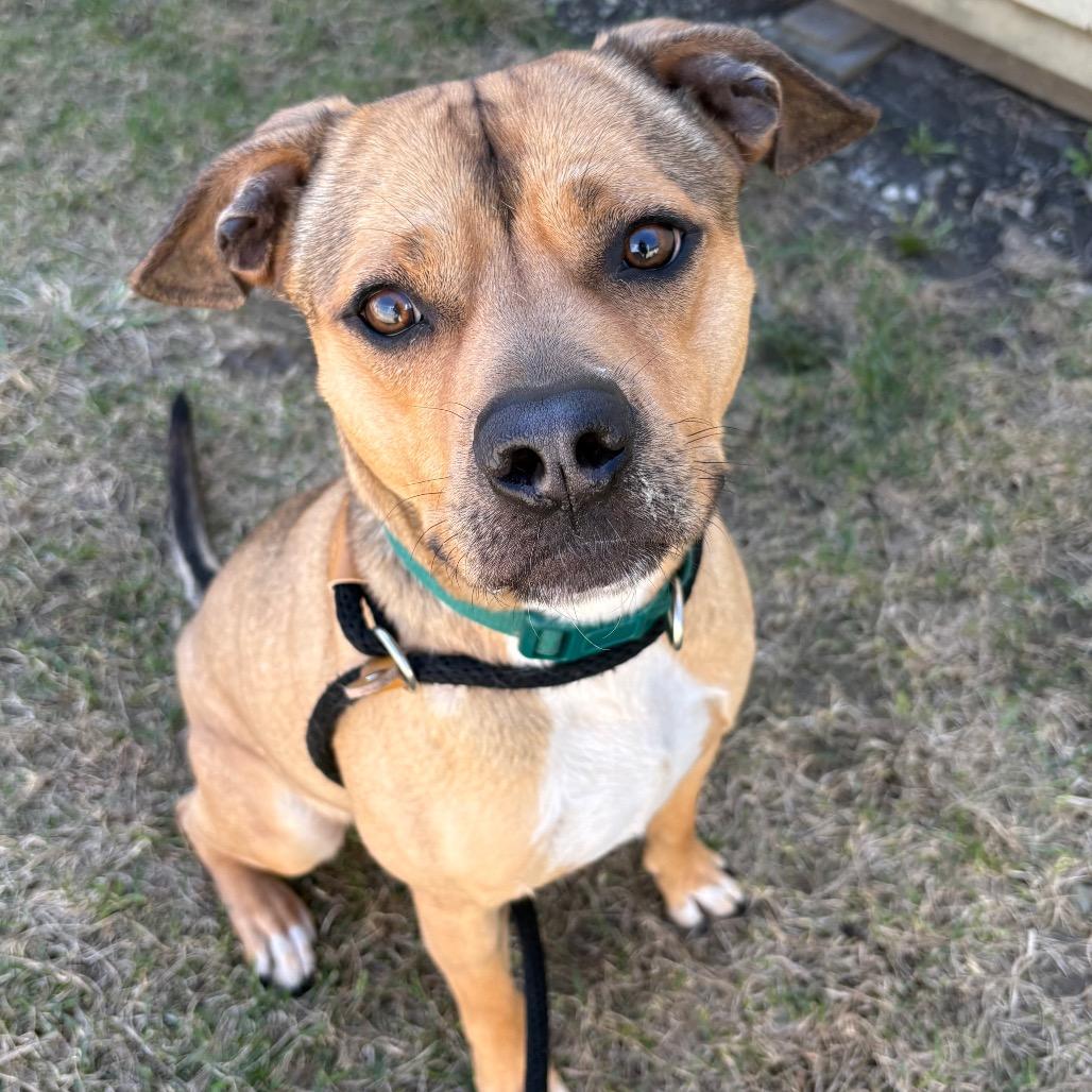 Enlarge Skippy, a Adoptable mixed breed in St Joseph, MO image 1/3