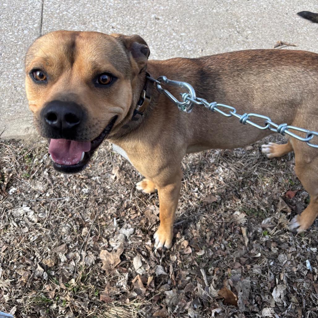 Enlarge Skippy, a Adoptable mixed breed in St Joseph, MO image 1/2