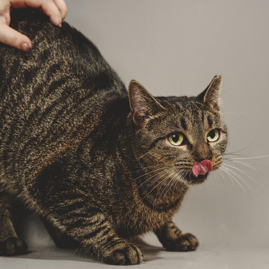 Trapper Keeper 54561, Adoptable, Adult Female Domestic Short Hair.