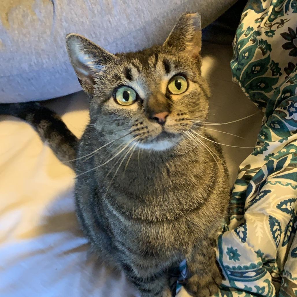 Enlarge Trapper Keeper 54561, a Adoptable Domestic Short Hair in Eaton Rapids, MI image 4/6