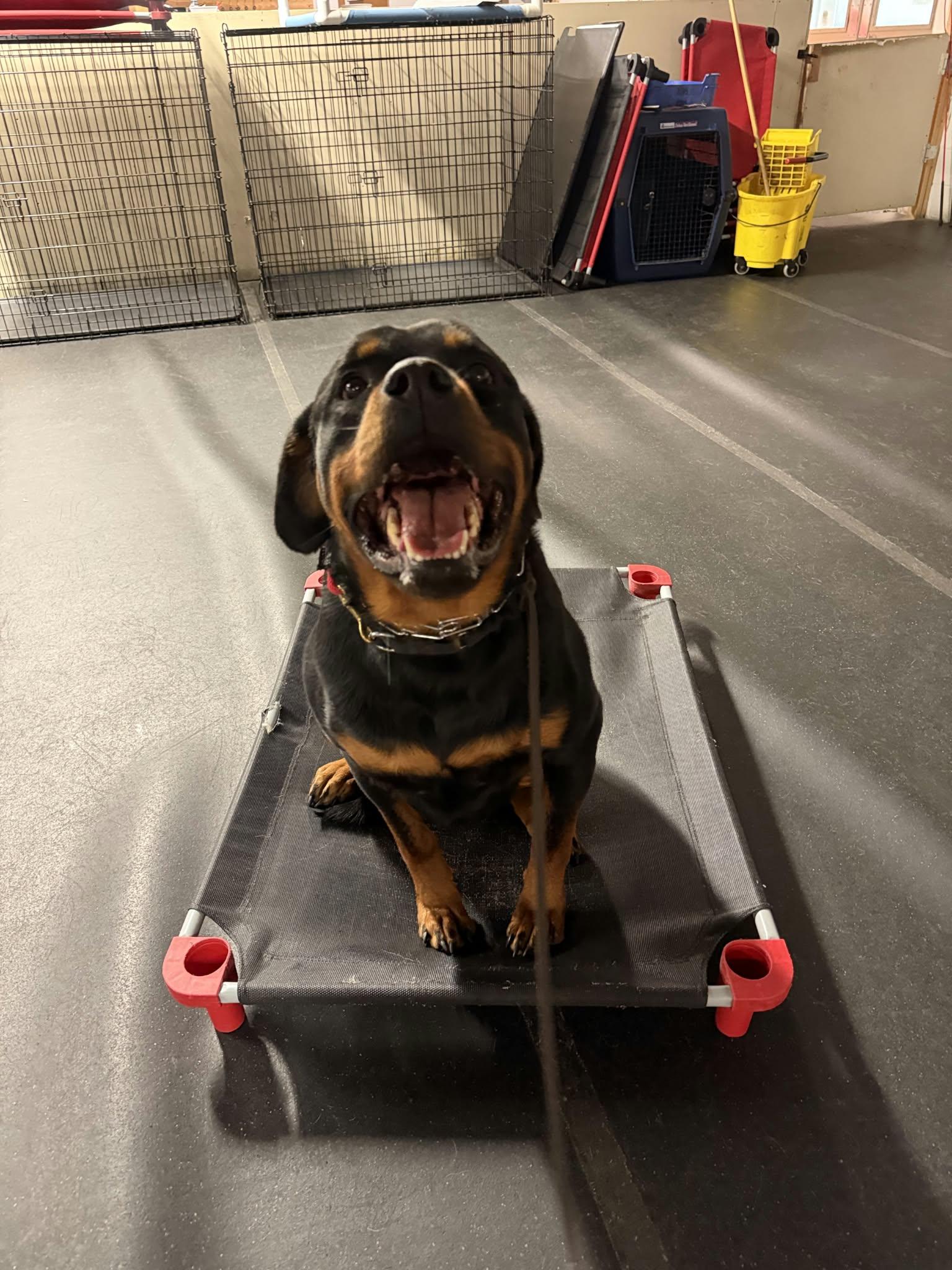 Enlarge Maverick, a Adoptable Rottweiler in Orwigsburg, PA image 2/6