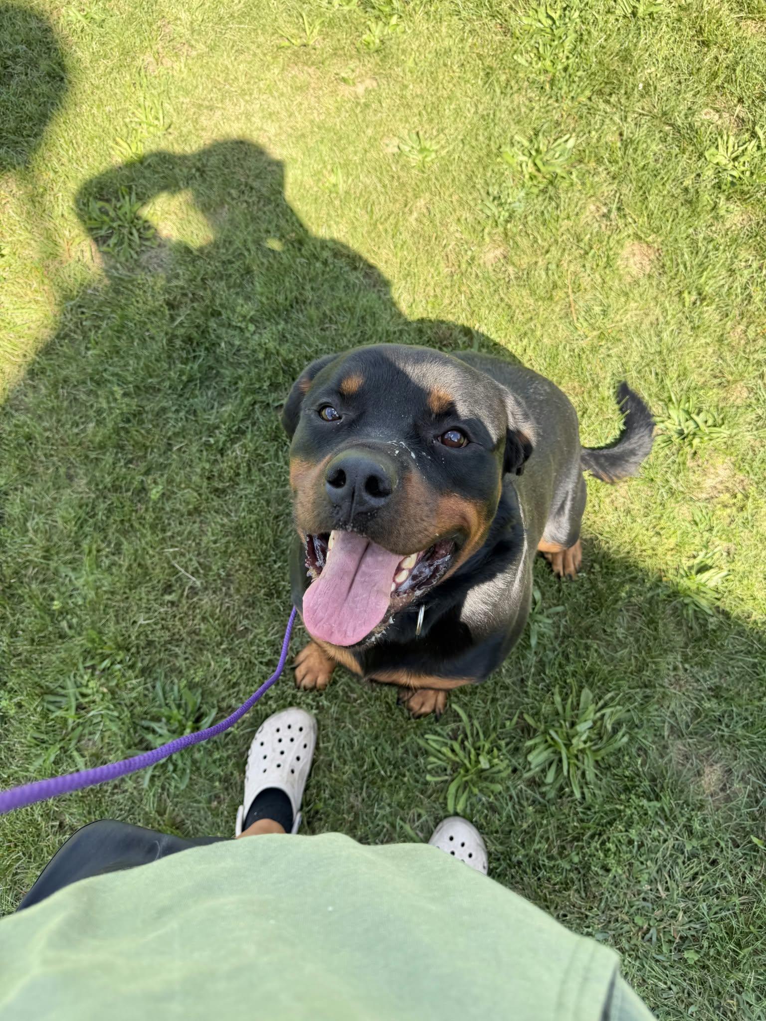 Enlarge Maverick, a Adoptable Rottweiler in Orwigsburg, PA image 3/6