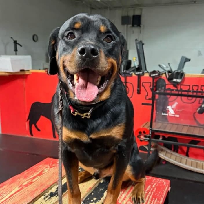 Maverick, Adoptable, Young Male Rottweiler.