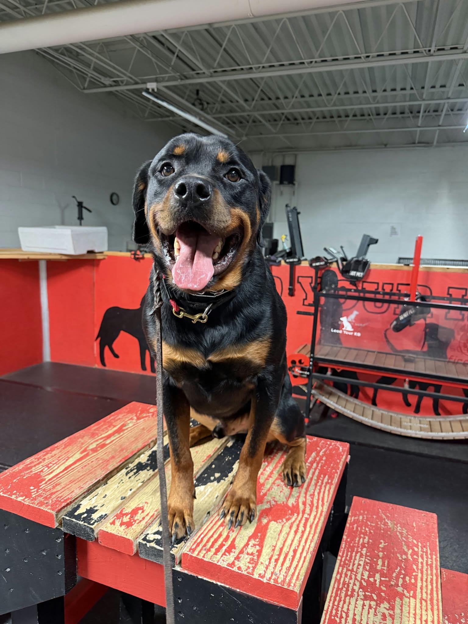 Enlarge Maverick, a Adoptable Rottweiler in Orwigsburg, PA image 4/6